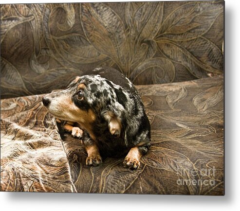 Dog Metal Print featuring the photograph Black dachshund #2 by Irina Afonskaya