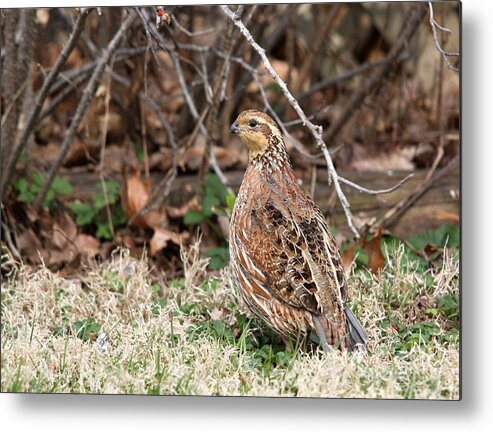 Nature Metal Print featuring the photograph Northern Bobwhite Quail #2 by Jack R Brock