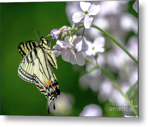 Cheryl Baxter Photography Metal Print featuring the photograph Swallowtail Butterfly #2 by Cheryl Baxter