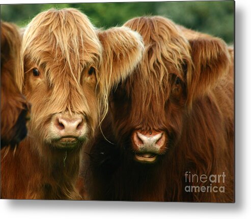 Cow Metal Print featuring the photograph Highland Cattle #4 by Ang El