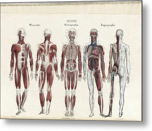 Anatomie Methodique Metal Print featuring the photograph Anatomie Methodique Illustrations #10 by Science Source