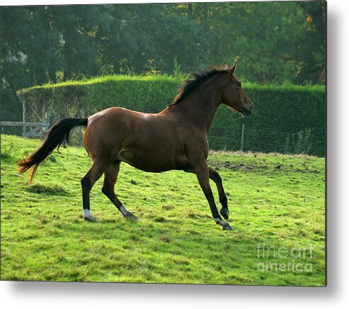 Horse Metal Print featuring the photograph The Bay Horse #7 by Ang El