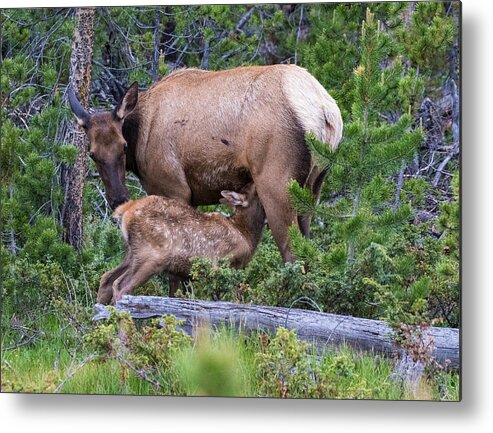 Elk Calf Metal Print featuring the photograph A Sweet Moment In Time by Mindy Musick King