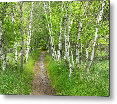 Acadia National Park Metal Print featuring the photograph A Walk in the Woods by Holly Ross