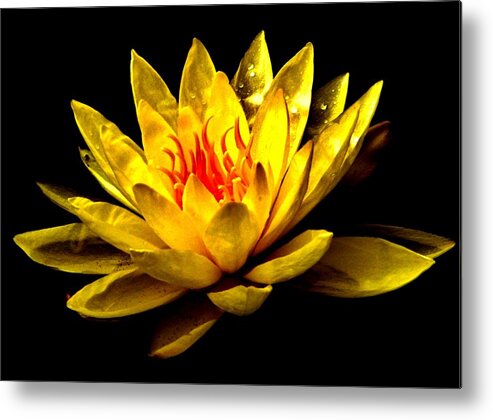 Lily Metal Print featuring the photograph A Water Lily by Eileen Brymer