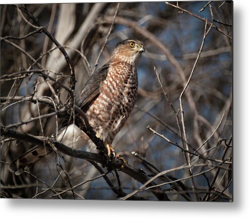 Hawk Metal Print featuring the photograph Adult Coopers Hawk by Rick Mosher