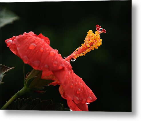 Hibiscus Metal Print featuring the photograph After a Shower by Frank Mari