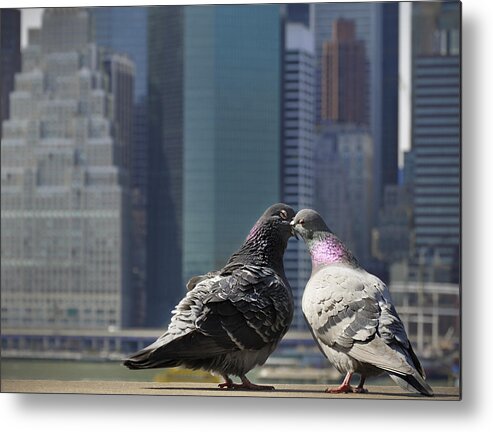 Pigeons Metal Print featuring the photograph Ahh to be young and in love in the city by Vicki Jauron