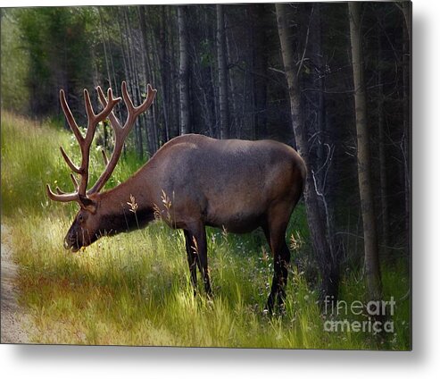 Animals Metal Print featuring the photograph Alberta Elk by Elaine Manley