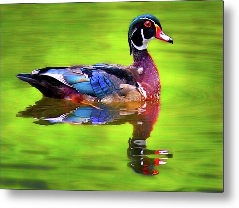 Jean Noren Metal Print featuring the photograph Almost Perfect Wood Duck by Jean Noren