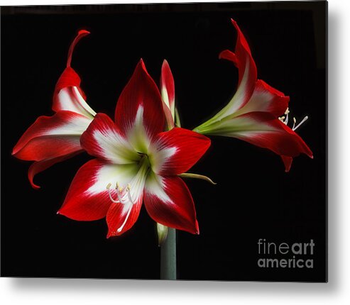 Flower Metal Print featuring the photograph Amaryllis 'quito' by Ann Jacobson