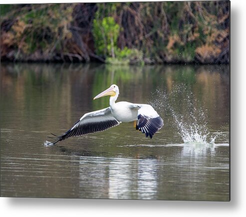 American Metal Print featuring the photograph American White Pelican 1760-031118-1cr by Tam Ryan