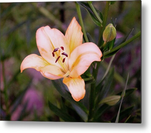 Lilium Metal Print featuring the photograph Asiatic Lilly by M Three Photos