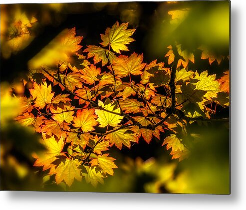 Leaves Metal Print featuring the photograph Autumn Leaves by Claudia Abbott