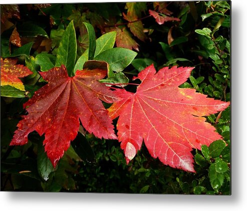 Leaf Metal Print featuring the photograph Autumn Leaves by Lori Seaman