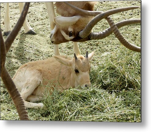 White Metal Print featuring the photograph Baby Addax by Laurel Powell