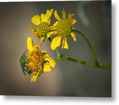 Flowers Metal Print featuring the photograph Bee Happy by Elaine Malott