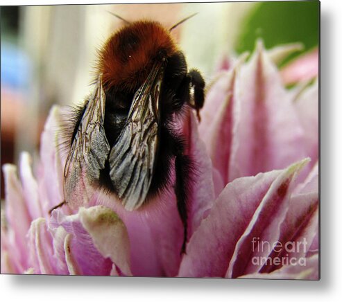 Clematis Metal Print featuring the photograph Bee On Clematis by Kim Tran