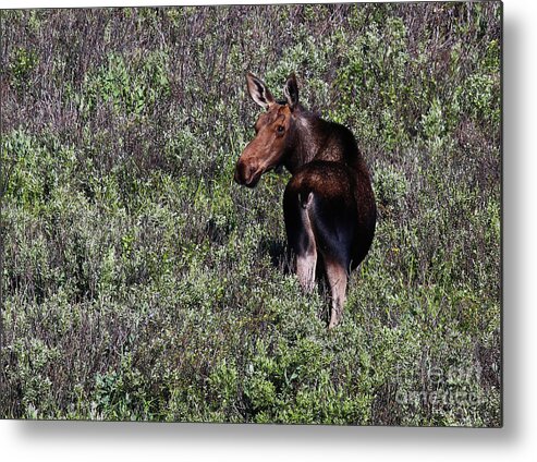 Moose Metal Print featuring the photograph Belly Deep in Sage by Marty Fancy