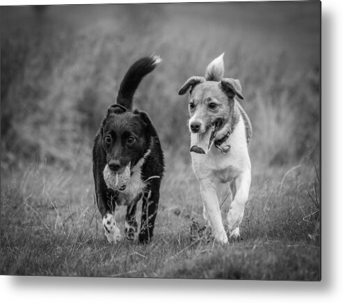 Dog Metal Print featuring the photograph Best Buddies by Nick Bywater