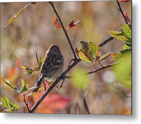Birds Metal Print featuring the photograph Bird in Tree by Paul Ross