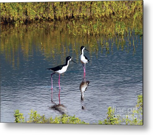 Fine Art Photography Metal Print featuring the photograph Black-Necked Stilts by Patricia Griffin Brett