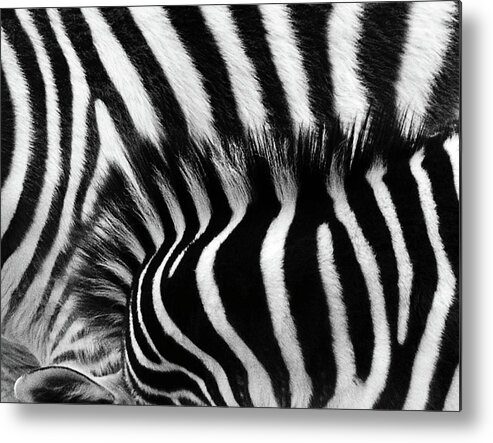 Zebra Metal Print featuring the photograph Blending In by Debra Sabeck