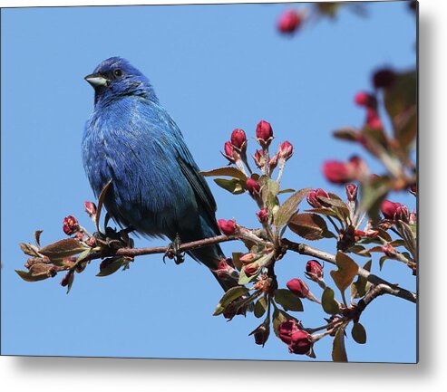 Indigo Bunting Metal Print featuring the photograph Blue Beauty by Duane Cross