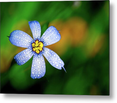 Flower Metal Print featuring the photograph Blue Eyed Grass Flower covered in Droplets by Brad Boland