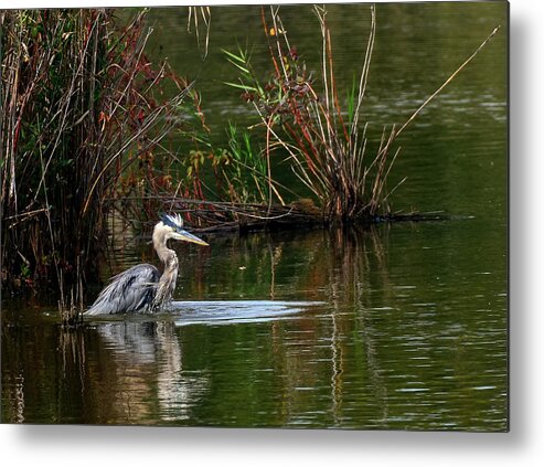 Ardea Herodias Metal Print featuring the photograph Blue Heron Pond by Patrick Wolf