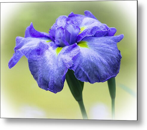 Flowers Metal Print featuring the photograph Purple Iris by Venetia Featherstone-Witty