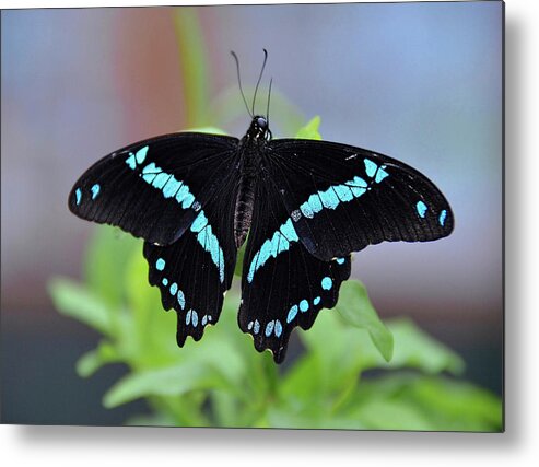 Blue Banded Swallowtail Butterfly Metal Print featuring the photograph Blue Swallowtail Butterfly by Ronda Ryan