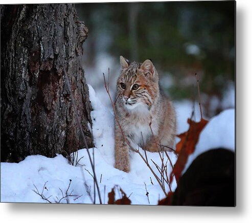 Bobcat Metal Print featuring the photograph Bobcat Sneaking Around by Duane Cross
