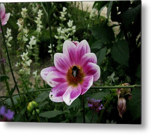 Bee Metal Print featuring the photograph Bug bee by Diana Moya