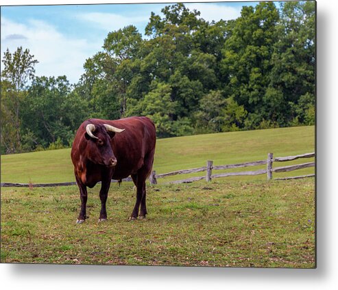  Bull Metal Print featuring the photograph Bull in Field by Ed Clark