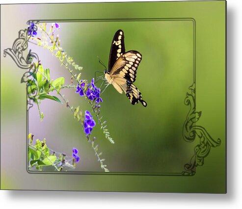 Butterfly Metal Print featuring the photograph Butterfly Framed by Leticia Latocki