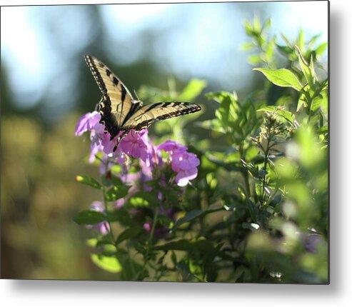 Butterfly Metal Print featuring the photograph Butterfly Kisses by Karen Ruhl