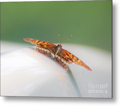 Butterflies Metal Print featuring the photograph Butterfly on my car4 by Merle Grenz