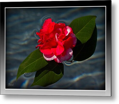 Camellia Metal Print featuring the photograph Camellia on Water by Farol Tomson