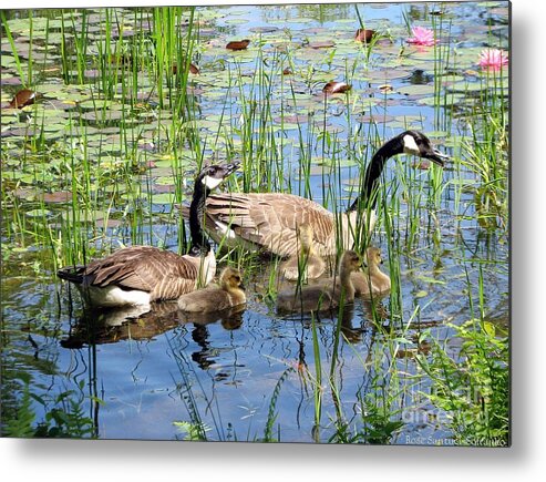 Geese Metal Print featuring the photograph Canada Geese Family on Lily Pond by Rose Santuci-Sofranko