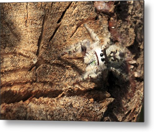 Arachnid Metal Print featuring the photograph Canopy Jumping Spider by Travis Rogers