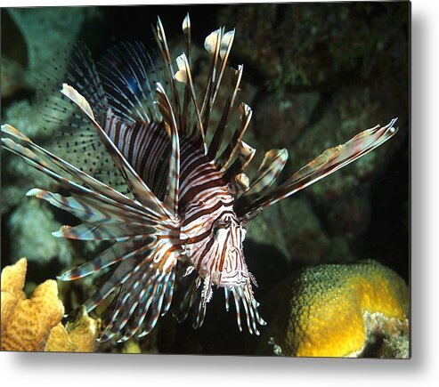 Lionfish Metal Print featuring the photograph Caribbean Lion Fish by Amy McDaniel