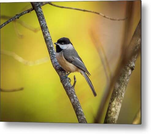 Bird Chickadee Kentucky Carolina Feather Metal Print featuring the photograph Carolina Chickadee by Timothy Harris