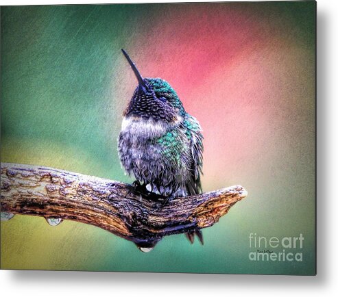 Hummingbird Metal Print featuring the photograph Catnapping In The Rain by Tina LeCour