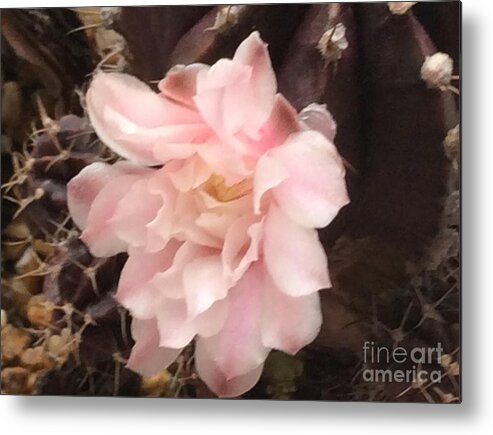 Catus Metal Print featuring the photograph Catus Pink by Betty Kaye