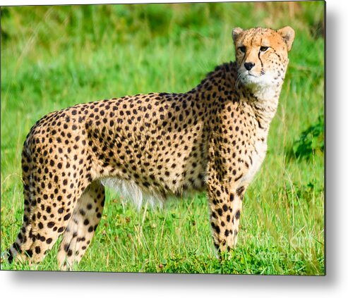 Animals Metal Print featuring the photograph Cheetah by Colin Rayner