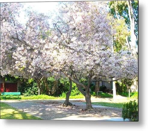 Santa Clara Metal Print featuring the photograph Cherry Pink by Carolyn Donnell