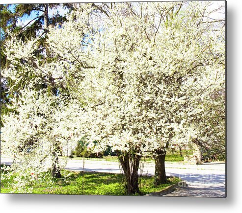 Cherry Metal Print featuring the photograph Cherry trees in blossom by Irina Afonskaya