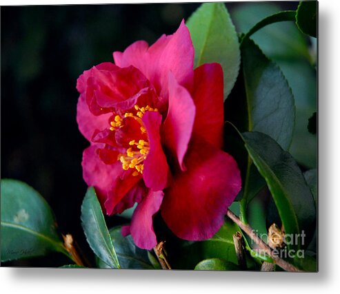 Camellia Metal Print featuring the photograph Christmas Camellia by Marie Hicks