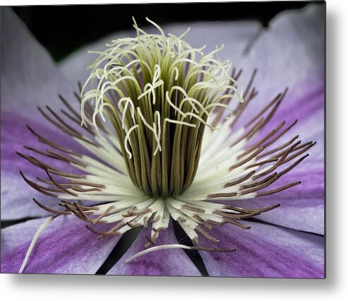 Fine Art Metal Print featuring the photograph Clematis World by Michael Friedman